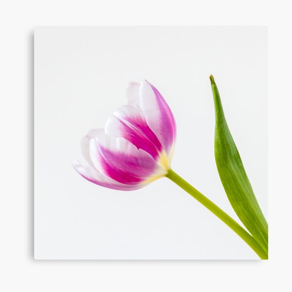 Impression sur toile « Tulipe rose et blanche », par Tanya24 | Redbubble