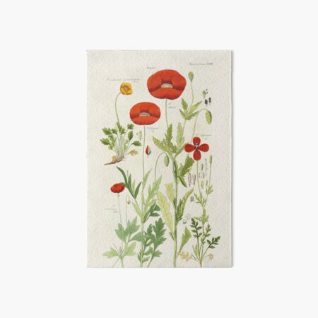 Botanical illustration: Poppy by David Dietrich – State Library Victoria Art Board Print