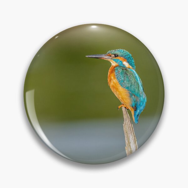 Item preview, kingfisher perch designed and sold by AliMarleyPhoto.