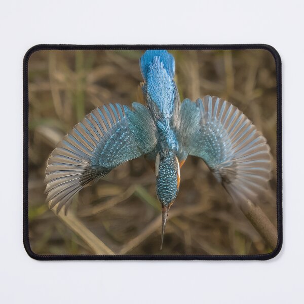 Item preview, kingfisher dive designed and sold by AliMarleyPhoto.