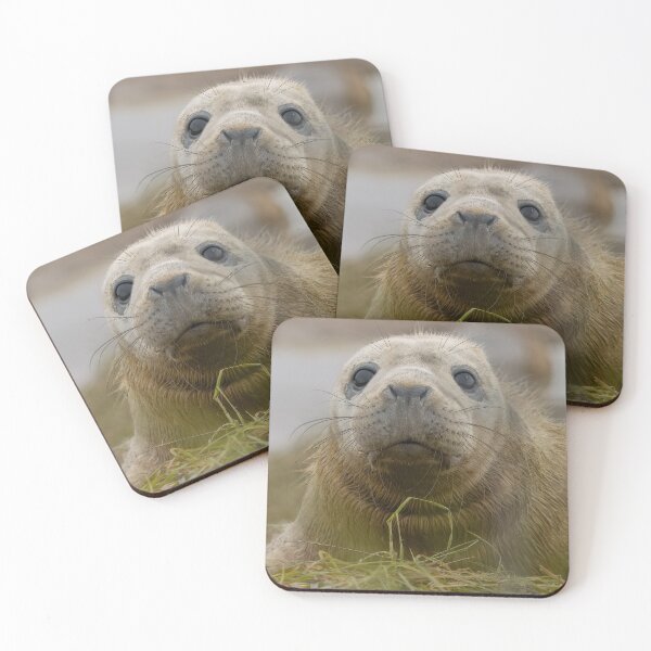 Item preview, Grey seal pup designed and sold by AliMarleyPhoto.