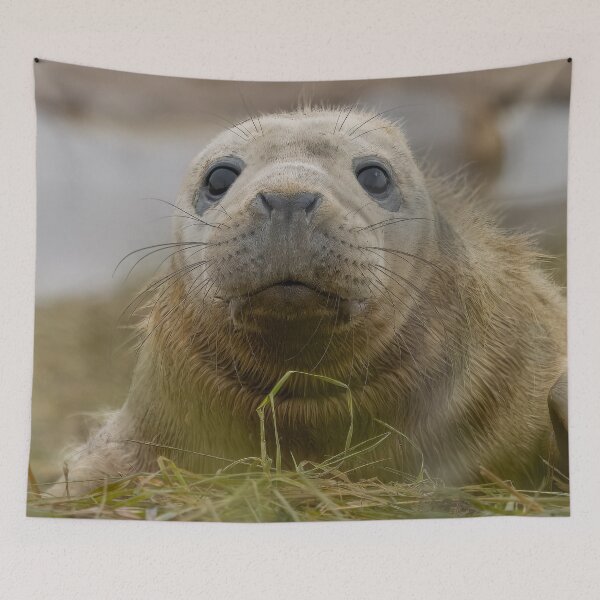 Item preview, Grey seal pup designed and sold by AliMarleyPhoto.