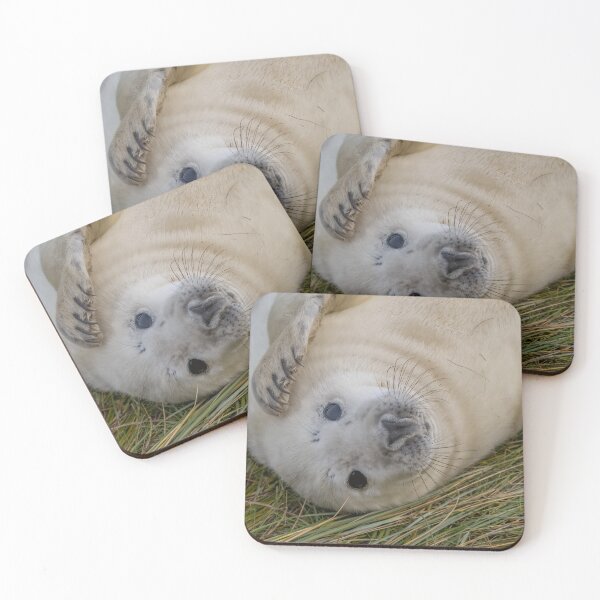 Item preview, Grey seal pup designed and sold by AliMarleyPhoto.