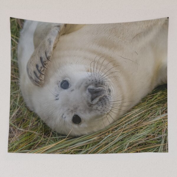 Item preview, Grey seal pup designed and sold by AliMarleyPhoto.