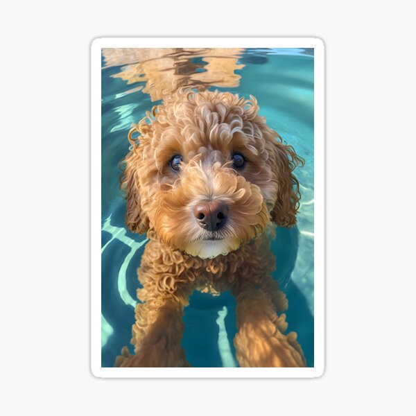 Item preview, Cute Cavoodle in pool! designed and sold by Cavoodle-Land.