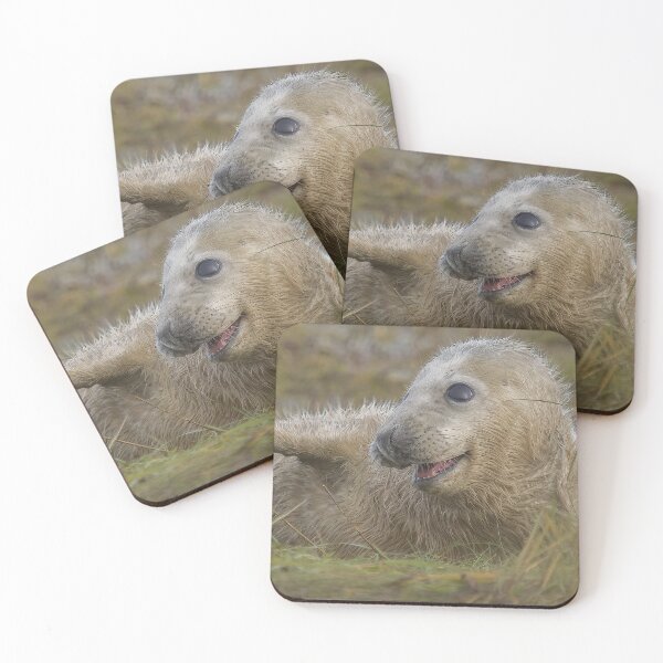 Item preview, Grey seal pup designed and sold by AliMarleyPhoto.