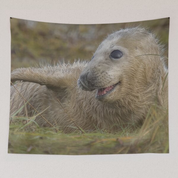 Item preview, Grey seal pup designed and sold by AliMarleyPhoto.