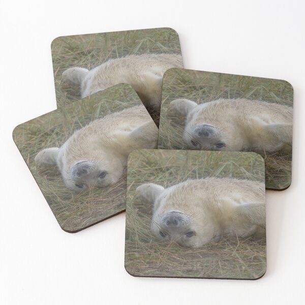 Item preview, Grey seal pup designed and sold by AliMarleyPhoto.