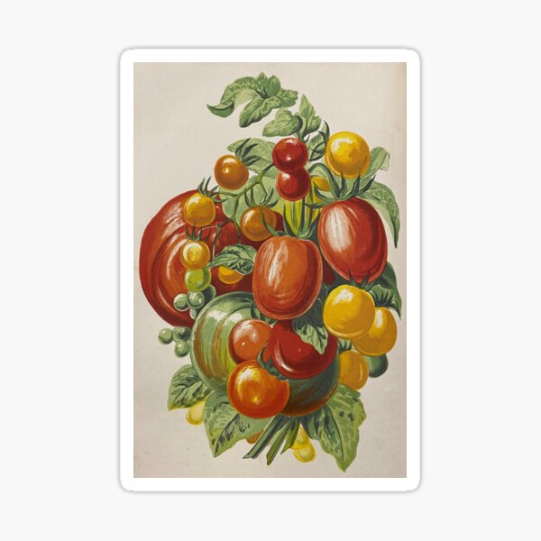 Item preview, Tomatensorten aus "Floral World and Garden Guide" designed and sold by Lloyd Library & Museum.