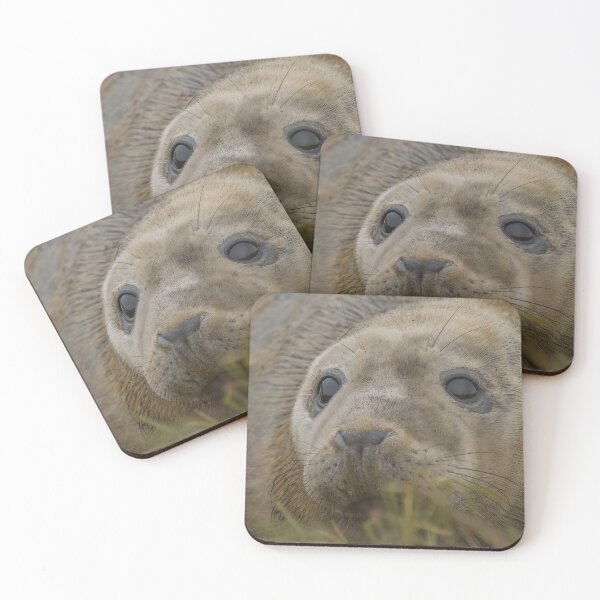 Item preview, Grey seal pup designed and sold by AliMarleyPhoto.