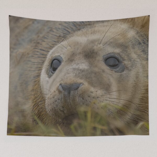 Item preview, Grey seal pup designed and sold by AliMarleyPhoto.