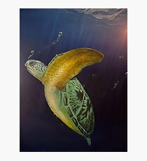 Turtle descending. Photographic Print