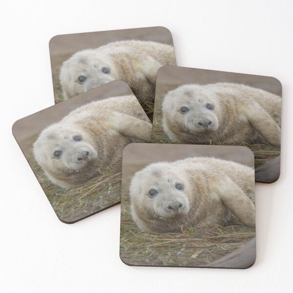 Item preview, Grey seal pup designed and sold by AliMarleyPhoto.