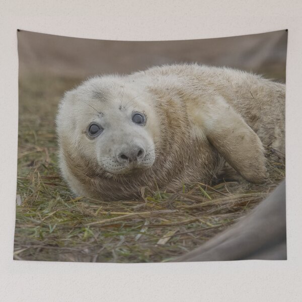 Item preview, Grey seal pup designed and sold by AliMarleyPhoto.