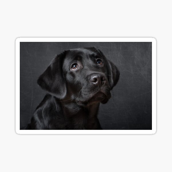 Labrador pup Sticker