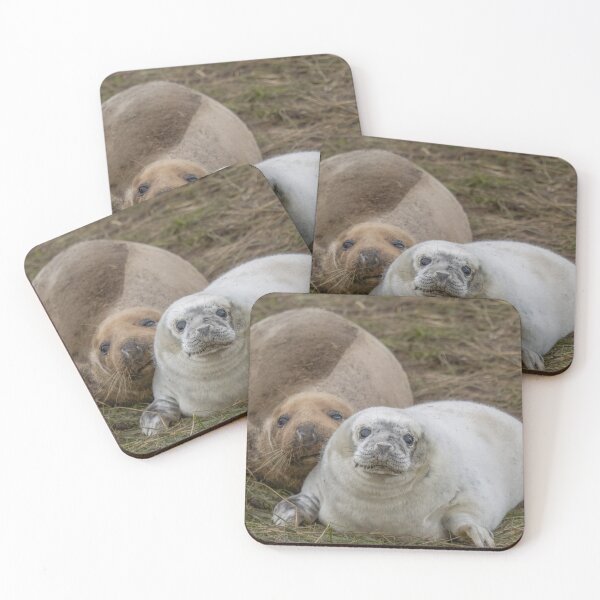 Item preview, Grey seal pup designed and sold by AliMarleyPhoto.