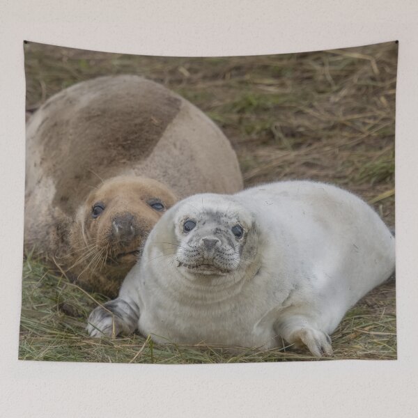 Item preview, Grey seal pup designed and sold by AliMarleyPhoto.