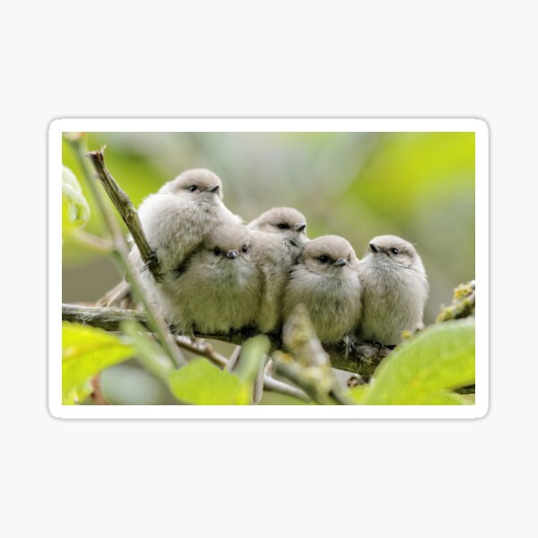 Heartwarming Family Portrait: Five Bushtit Songbird Brothers Sticker