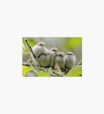 Heartwarming Family Portrait: Five Bushtit Brothers Art Board