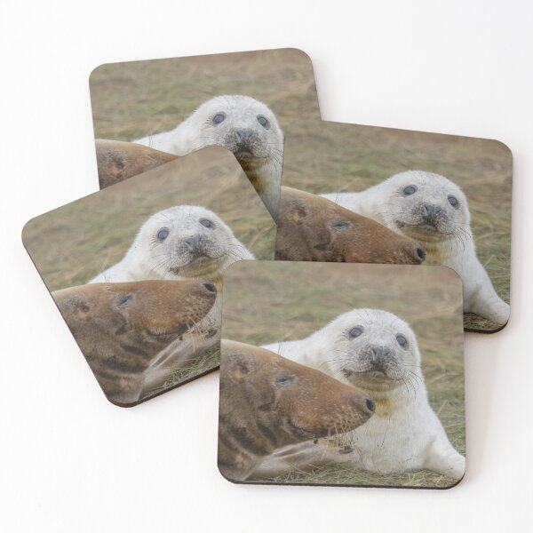 Item preview, Grey seal pup designed and sold by AliMarleyPhoto.