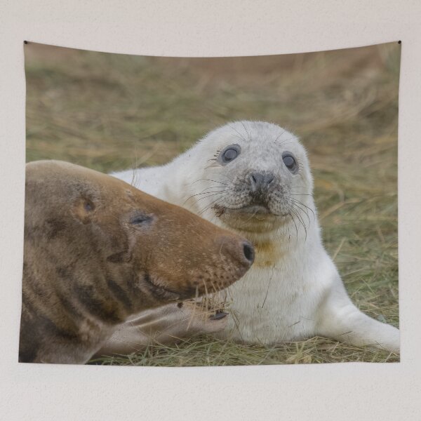 Item preview, Grey seal pup designed and sold by AliMarleyPhoto.