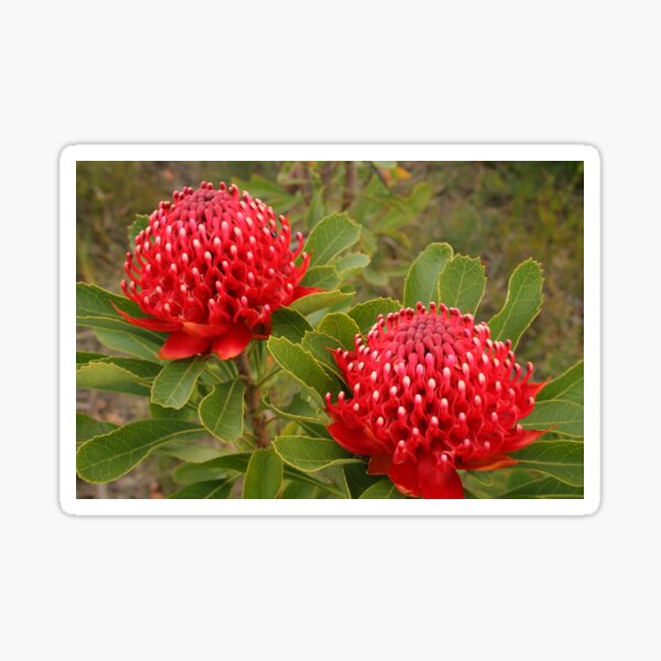Waratah double Sticker