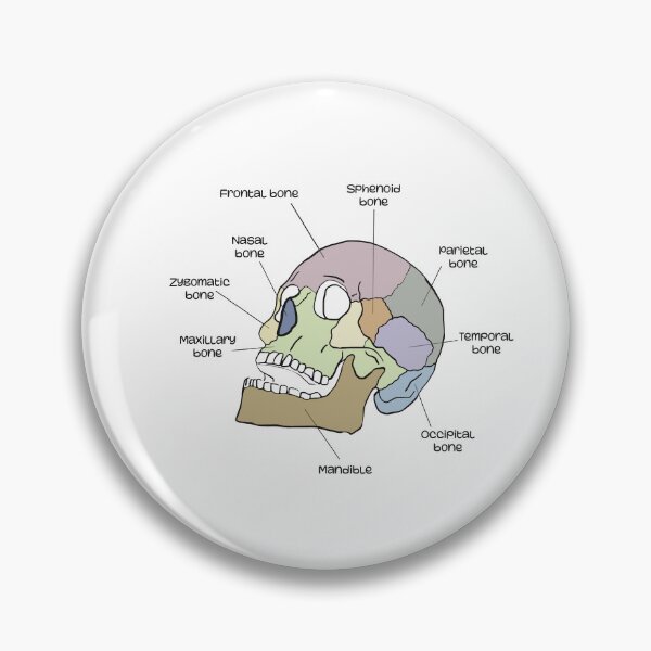 Item preview, Bones of the skull designed and sold by YouLightMeUp.