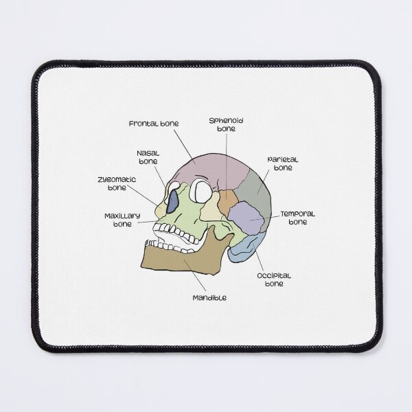 Item preview, Bones of the skull designed and sold by YouLightMeUp.
