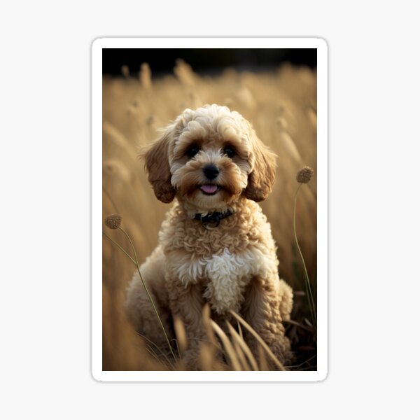 Item preview, Cavoodle In Field #2 designed and sold by Cavoodle-Land.