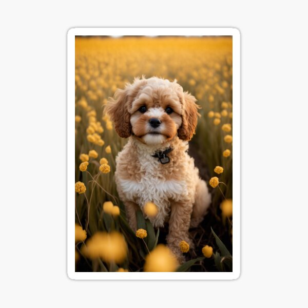 Item preview, Cavoodle In Sunflower Field designed and sold by Cavoodle-Land.