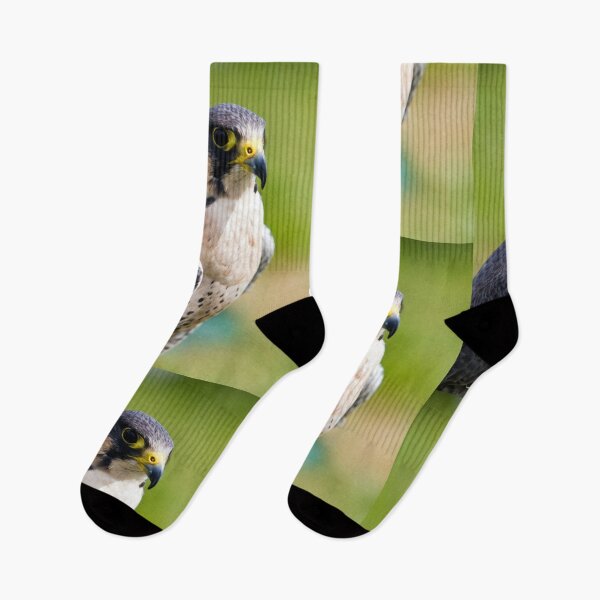 Item preview, peregrine falcon designed and sold by Paul Thompson Photography.