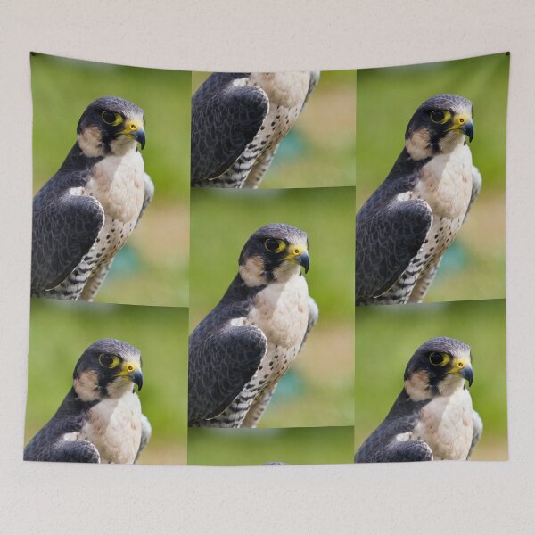 Item preview, peregrine falcon designed and sold by Paul Thompson Photography.