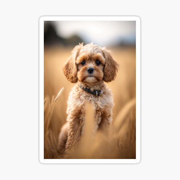 Item preview, Cavoodle In Field #1 designed and sold by Cavoodle-Land.