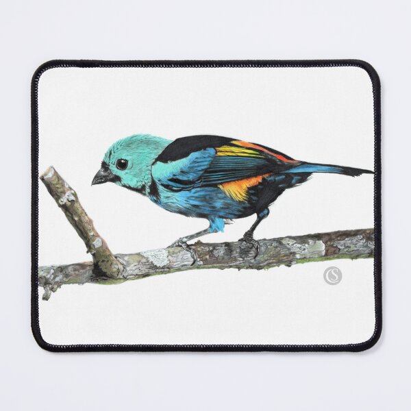 Item preview, Pássaro saíra-pintor (Tangara fastuosa).  designed and sold by CSdrawing.