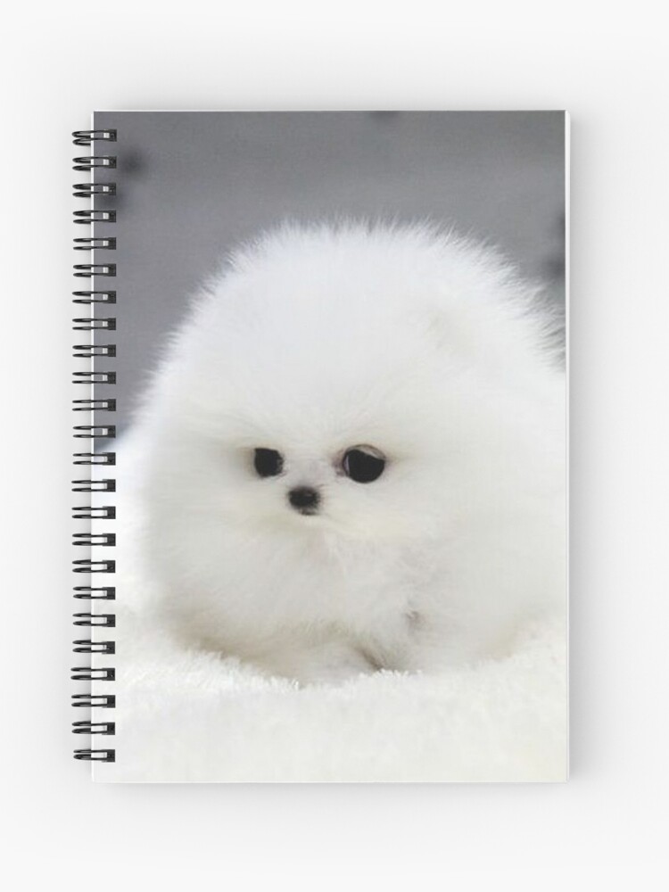 dog snow ball photo portrait sweet puppy dogs sweet Surprised pet - Main Image