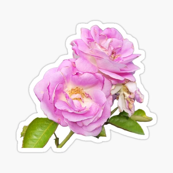 Item preview, Roses Abloom Original designed and sold by pvgirl93.