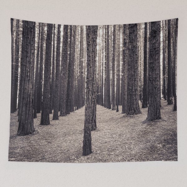 Item preview, Speckled light & tall trees designed and sold by LukeDavidPhoto.