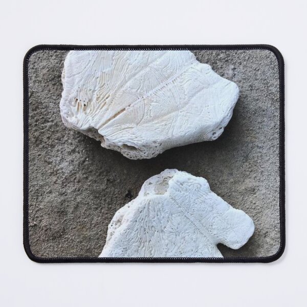 Item preview, Broken Sand Dollars | Nature Fossil Photography designed and sold by Jacqueline Elise.