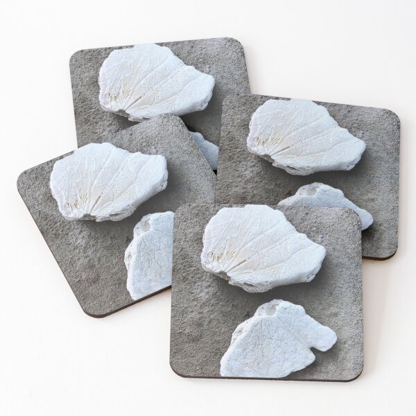 Item preview, Broken Sand Dollars | Nature Fossil Photography designed and sold by Jacqueline Elise.