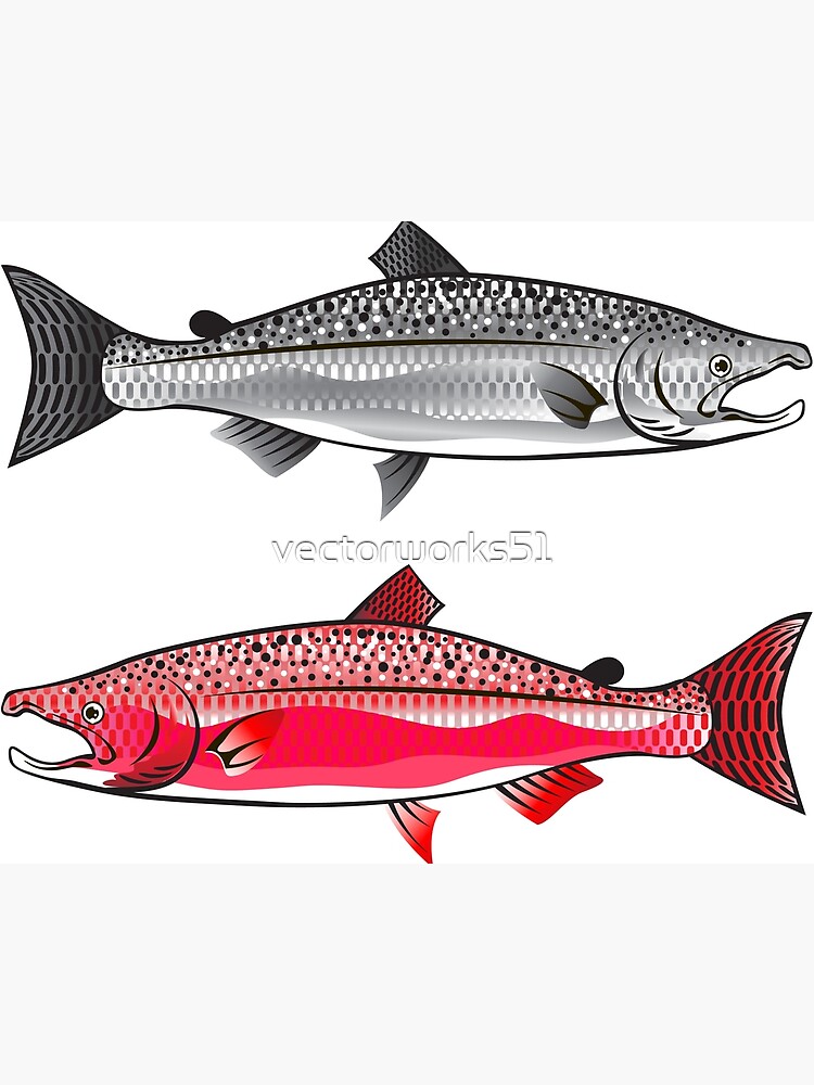 Salmon Poster Fish Print Sockeye Chinook Coho Salmon Print Fishing