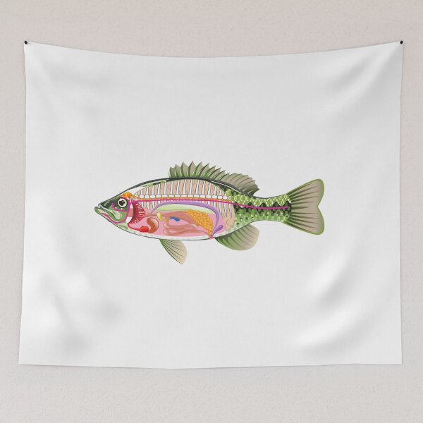Item preview, Bass Internal organs Open Fish designed and sold by vectorworks51.