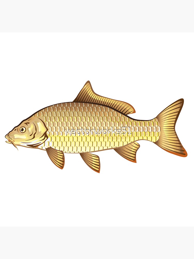 carp fishing stickers products for sale