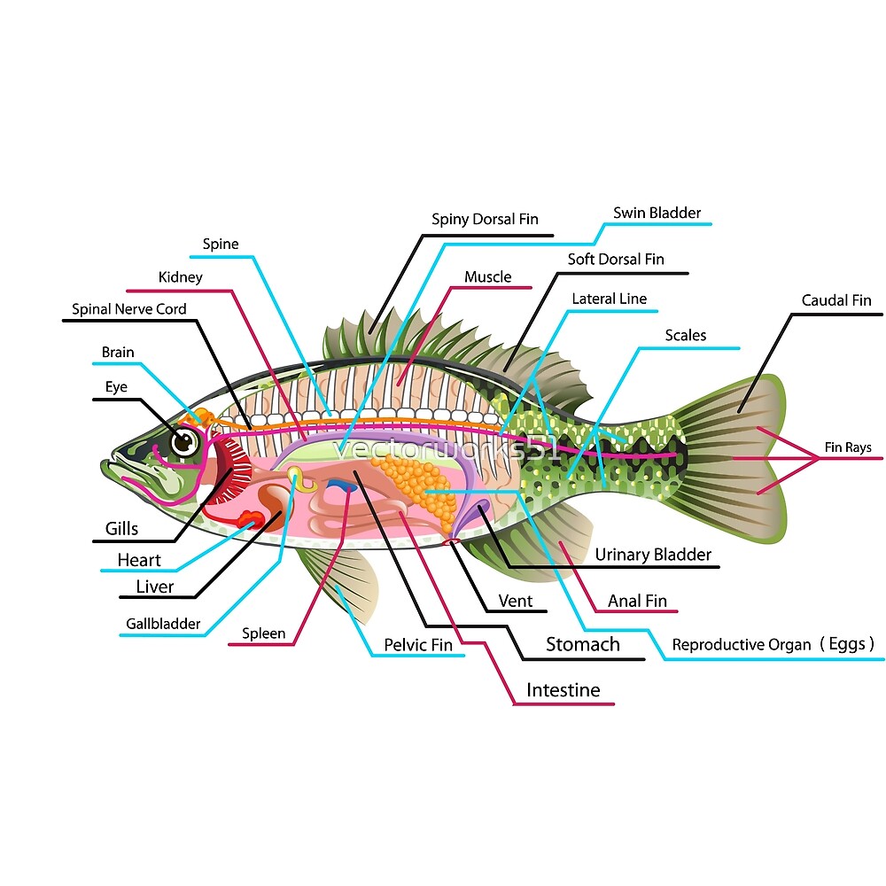 "Fish Organs Labeled Open Bass" by vectorworks51 Redbubble