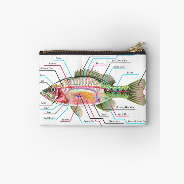 Item preview, Fish Organs Labeled Open Bass designed and sold by vectorworks51.