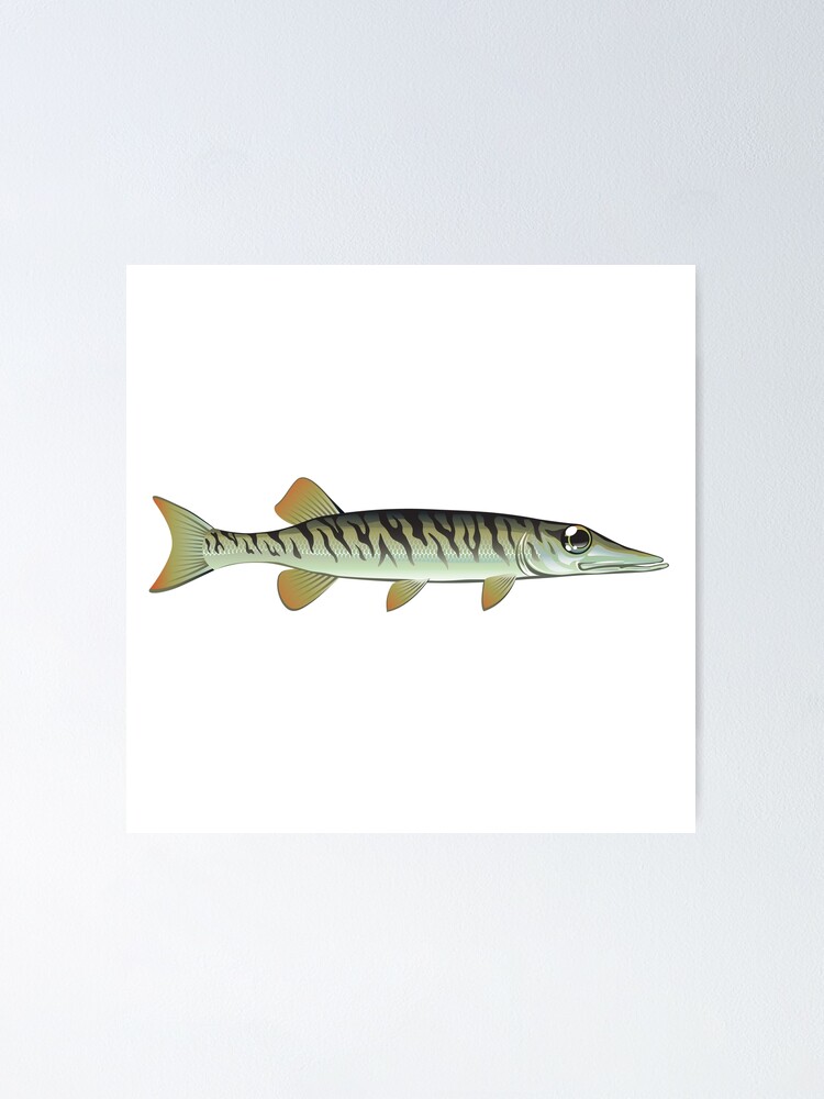 Baby Muskie tiny fish Poster for Sale by vectorworks51
