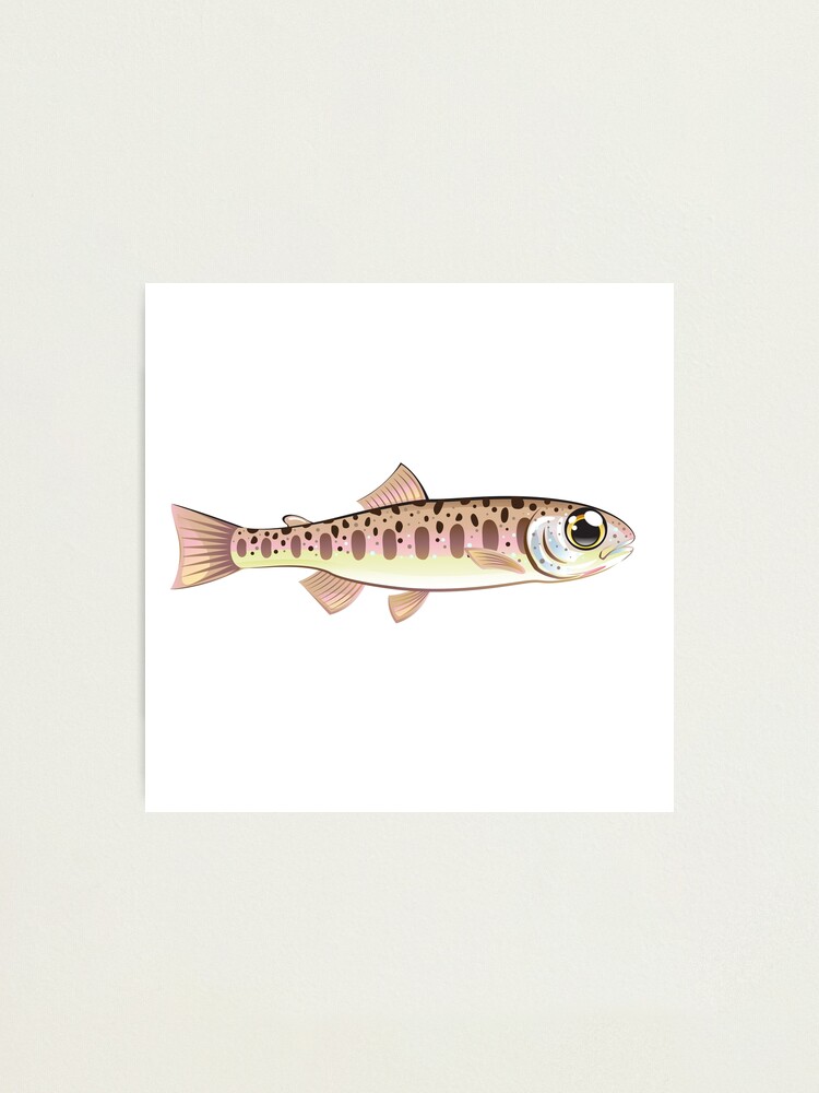 Baby Trout tiny minnow Photographic Print for Sale by