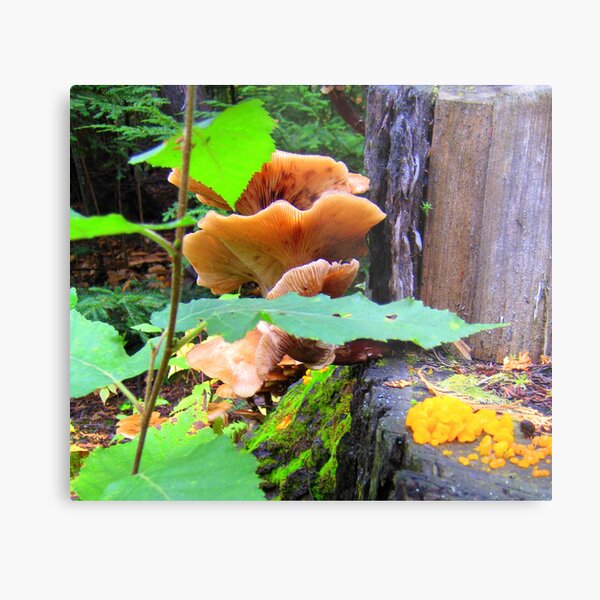 The Upside to dying... Metal Print