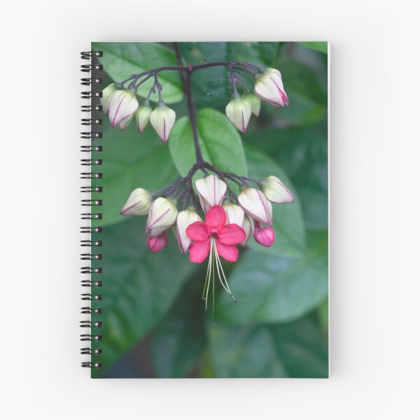 Item preview, Bleeding Heart Flowers Clerodendrum X122 designed and sold by RichFrancoCars.