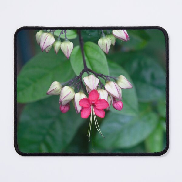 Item preview, Bleeding Heart Flowers Clerodendrum X122 designed and sold by RichFrancoCars.