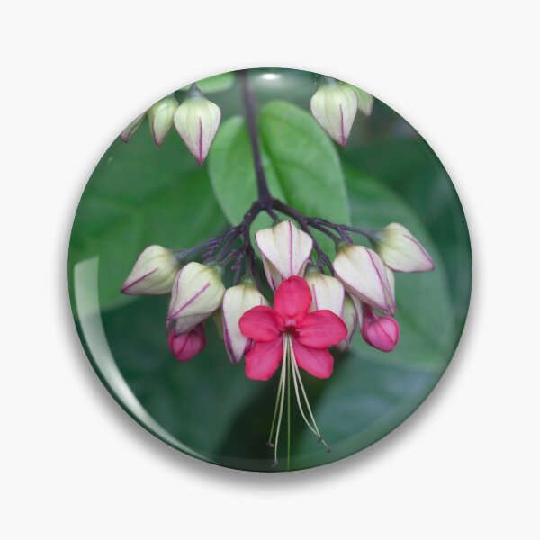 Item preview, Bleeding Heart Flowers Clerodendrum X122 designed and sold by RichFrancoCars.